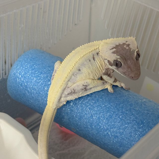 릴리 세이블