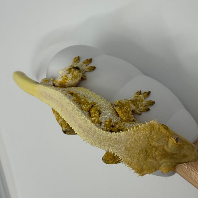 릴리화이트