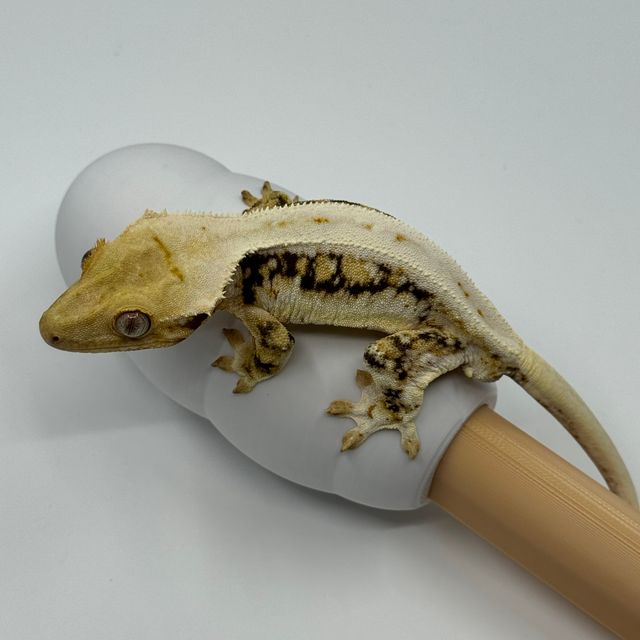 릴리화이트