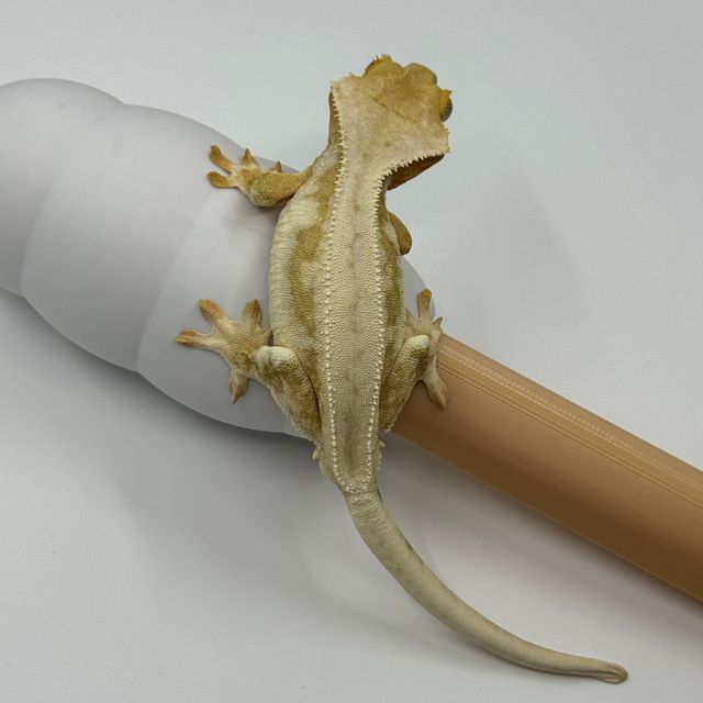 릴리화이트 크림시클