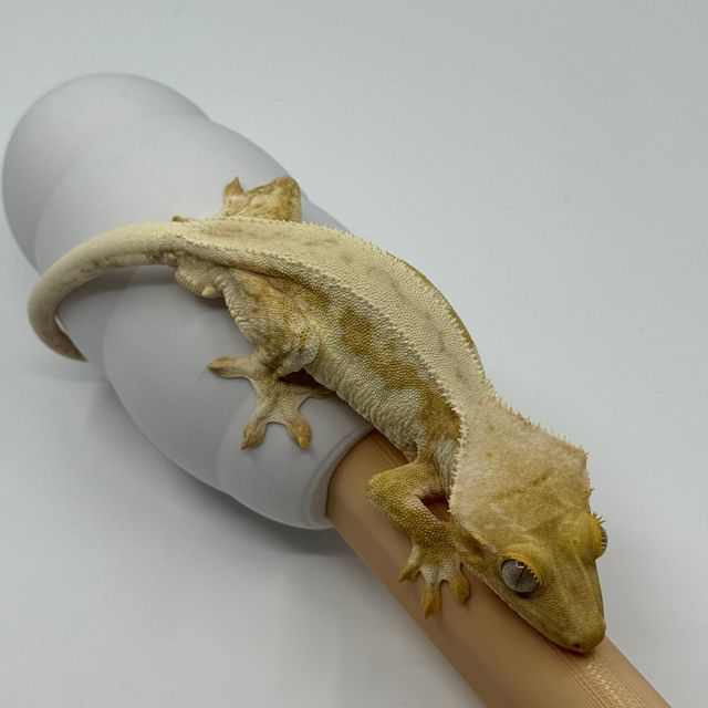 릴리화이트 크림시클