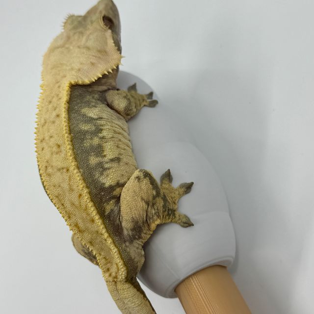 노멀