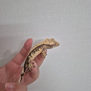 노멀