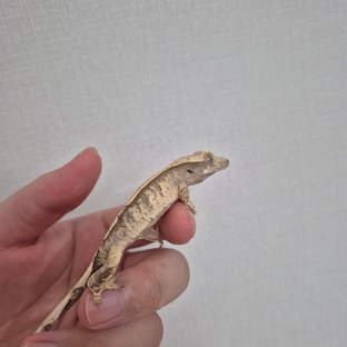 노멀