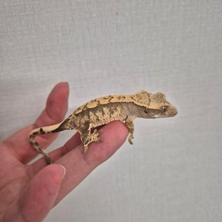 노멀