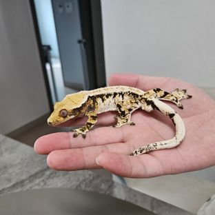 바크