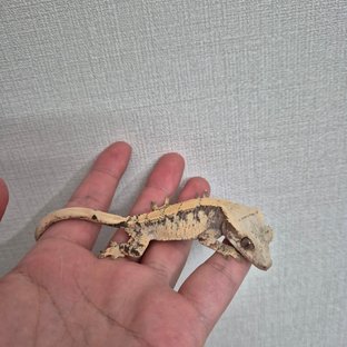 노멀