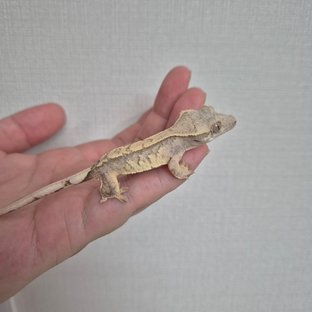 노멀