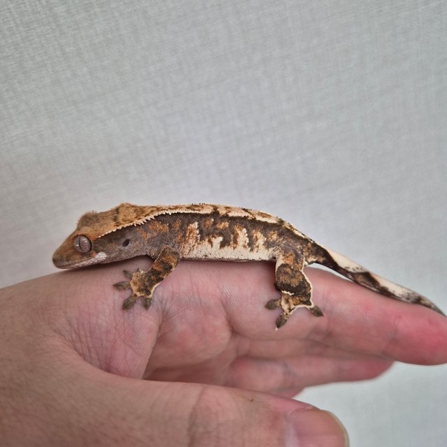 노멀 트라이 텐저린