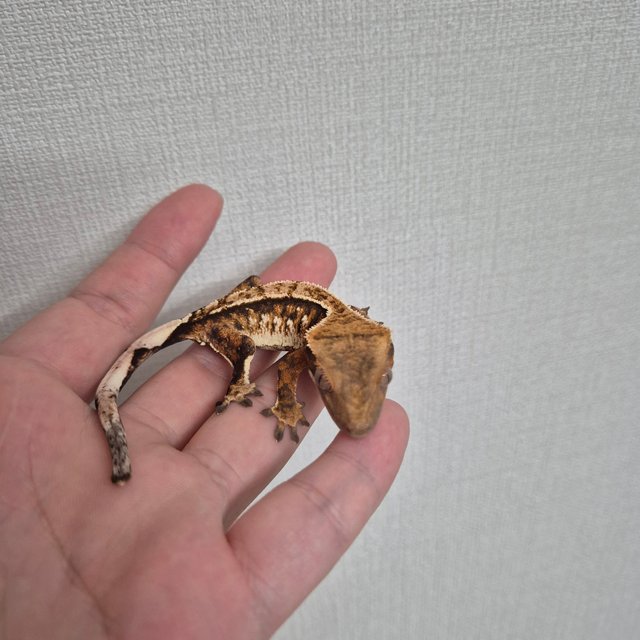 노멀 트라이 텐저린