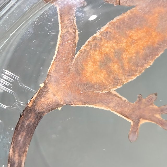 노멀 텐저린 트라이