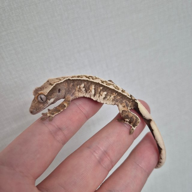 노멀 트라이 텐저린