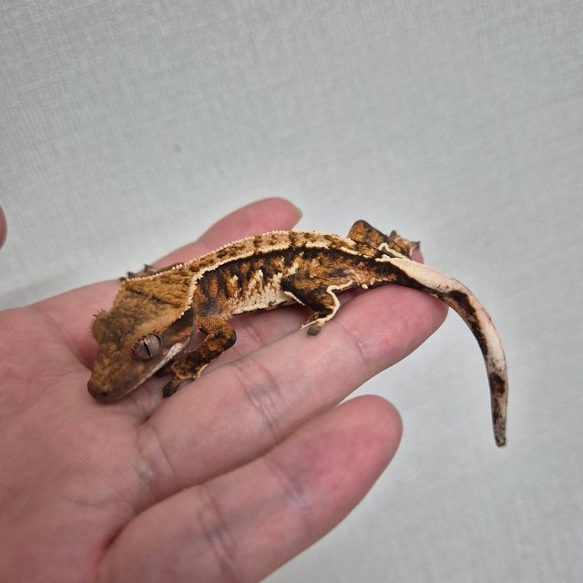 노멀 트라이 텐저린