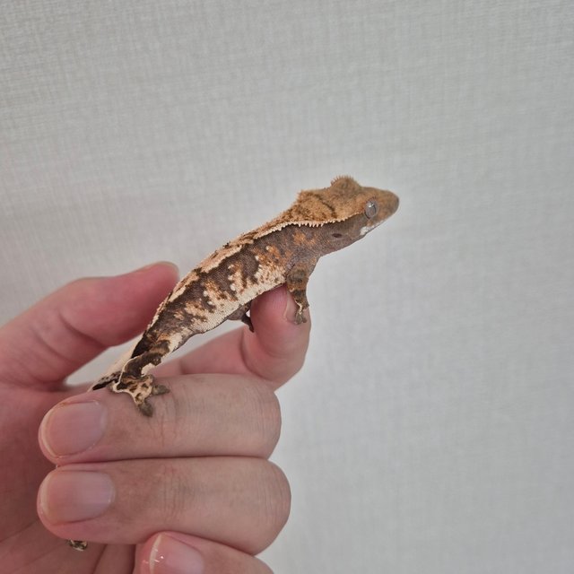 노멀 트라이 텐저린