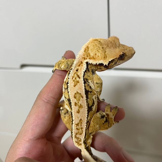 노멀