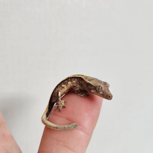 노멀