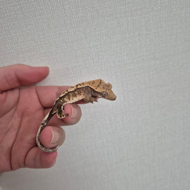 노멀 텐저린 트라이