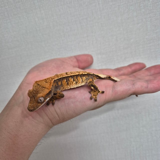 노멀 트라이 텐저린