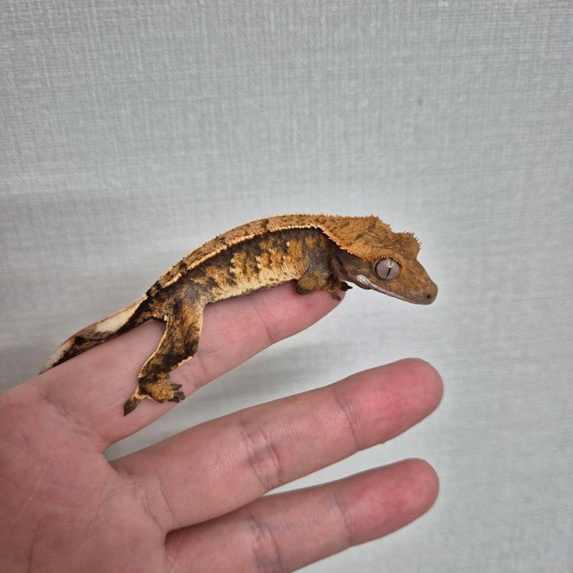 노멀 트라이 텐저린