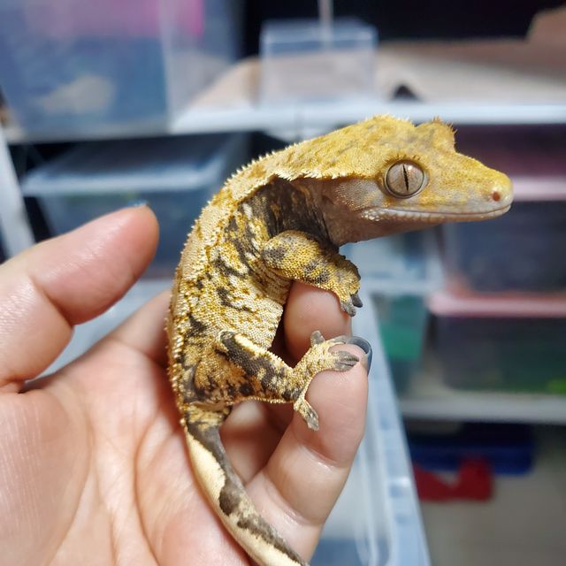 트라이