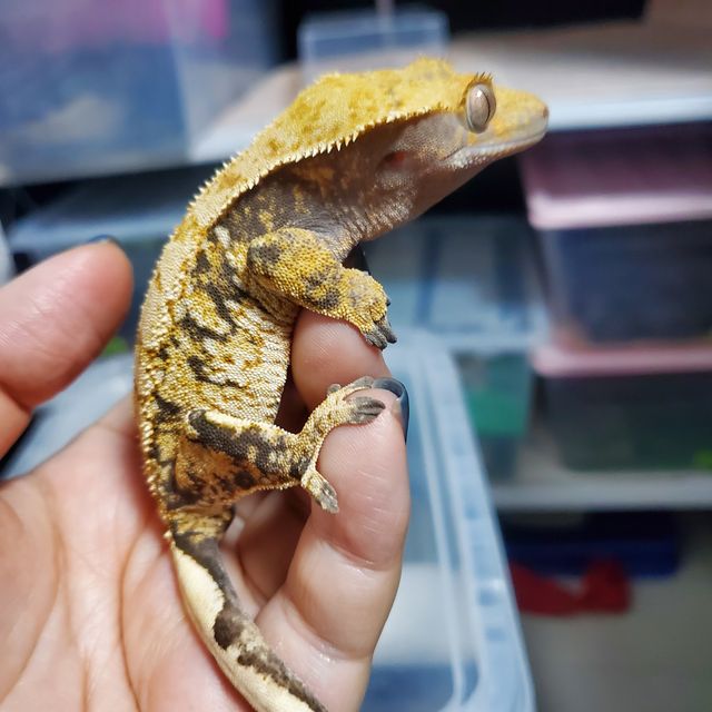 릴리화이트 트라이