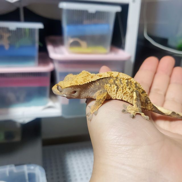트라이