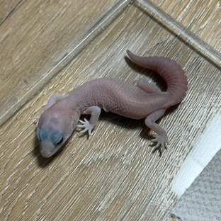 고스트 패턴리스