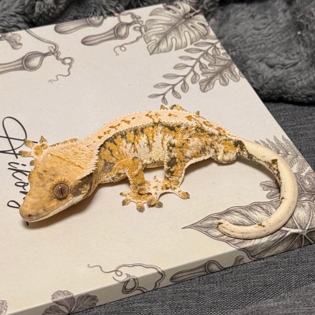 텐저린 트라이 드리피