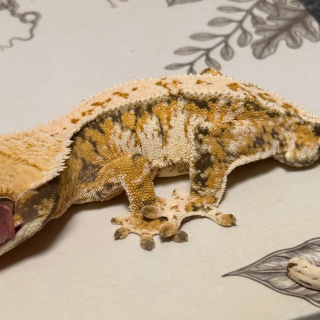 텐저린 트라이 드리피