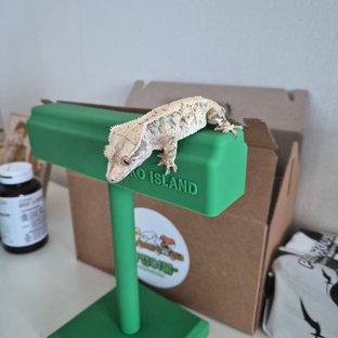 트라이 익스트림할리퀸