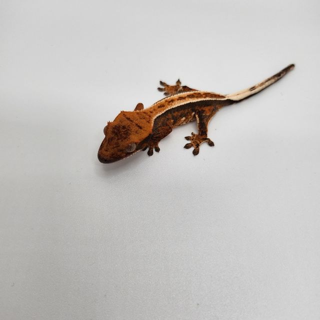 트라이