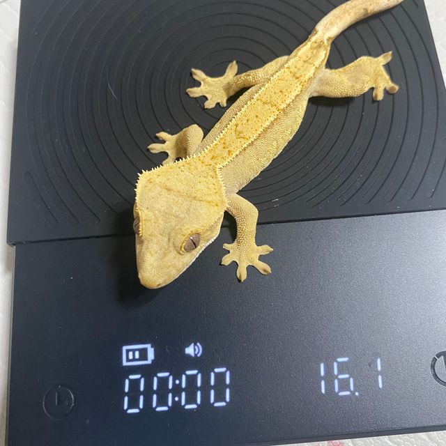 100%헷아잔틱