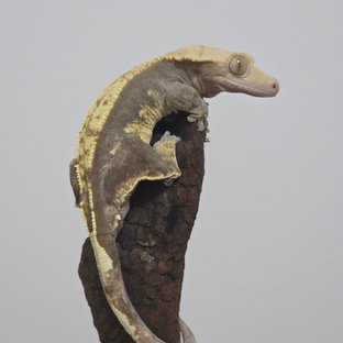 엠티백 화이트포트홀 할리퀸 노멀