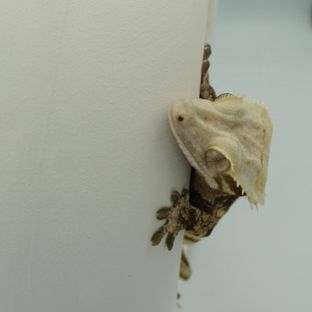 버터