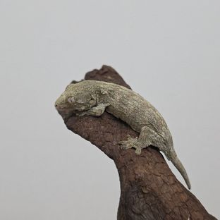 누아나