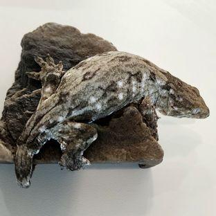 GT 야테 코기스