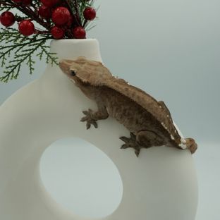 머큐리