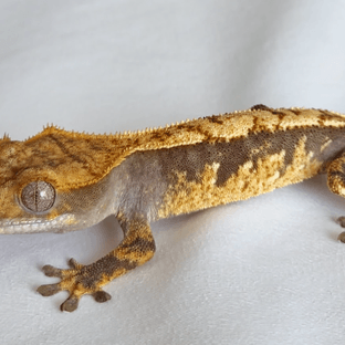 노멀 브린들 화이트포트홀