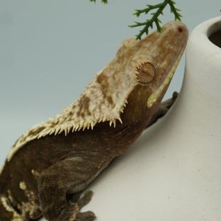 헷님이