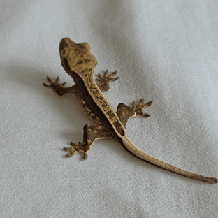 카푸치노 풀핀 엠티백 화이트포트홀