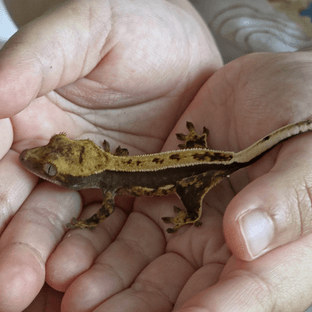 카푸치노 엠티백 풀핀 핀스트라이프