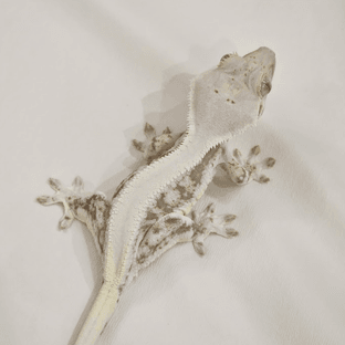 릴리화이트 풀핀 솔리드백 트라이 화이트