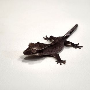 아잔틱 패턴리스