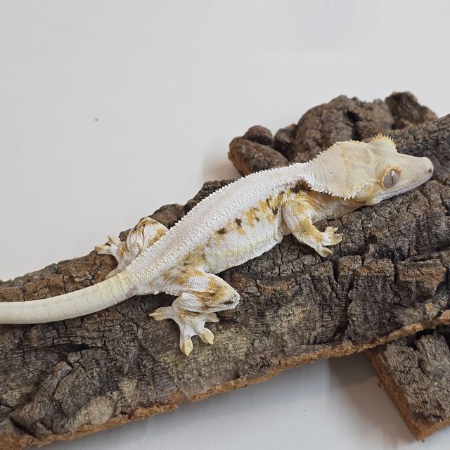 릴리화이트 솔리드백 트라이 풀핀