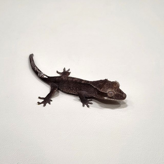 아잔틱 패턴리스