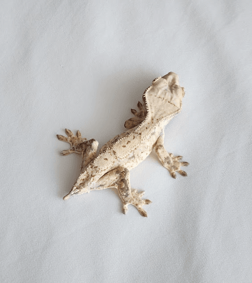 노멀 브린들 크림