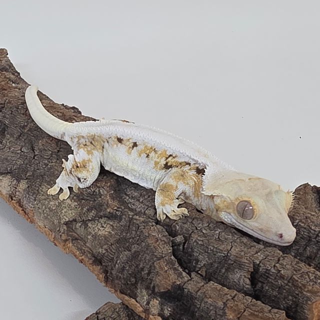 릴리화이트 솔리드백 트라이 풀핀