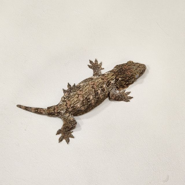 누아나
