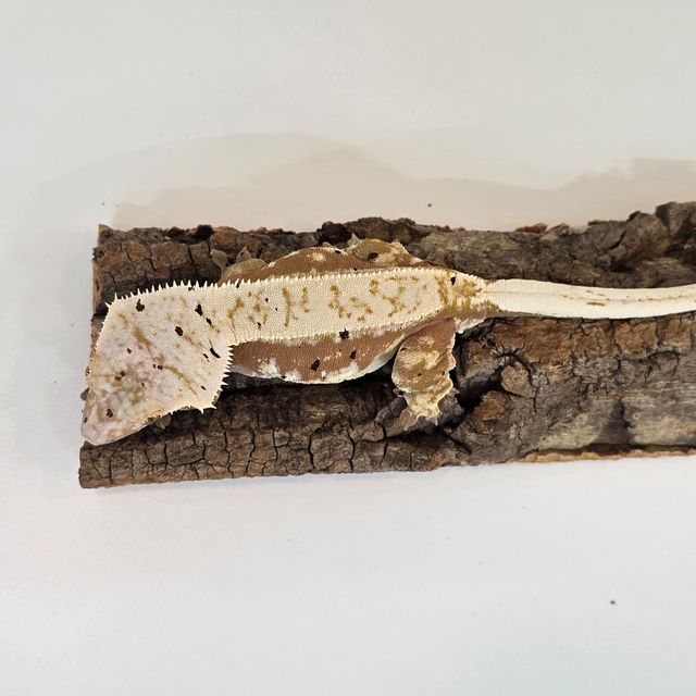 100%헷아잔틱 크림 달마시안