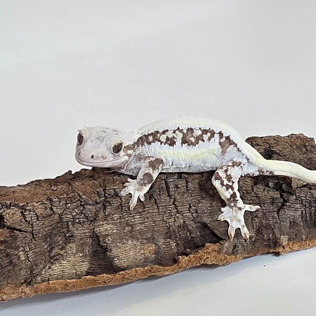 릴리화이트 풀핀 화이트